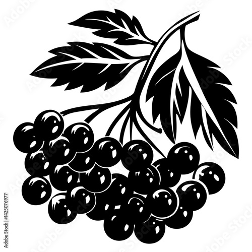 A monochrome illustration of a cluster of berries with leafy foliage above