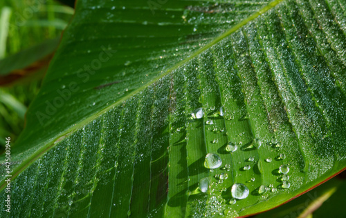 Glistening water droplets on the textured surface of a vibrant green banana leaf