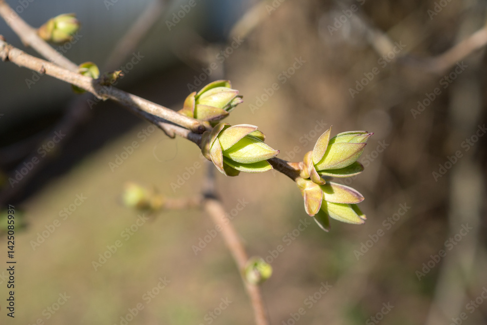 Fototapeta premium lilac branch with buds