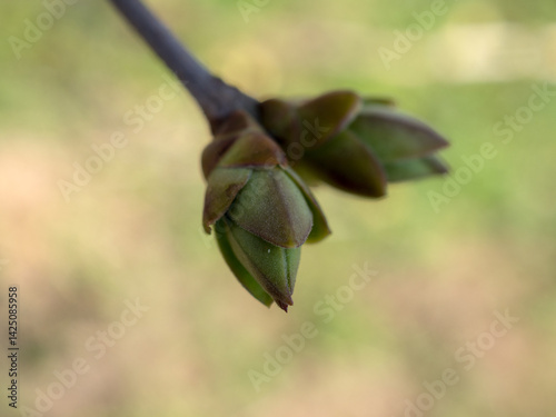branch with buds in spring close up
