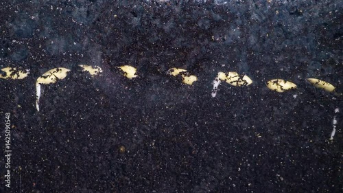 Time-lapse of cucumber root system growth in soil, showcasing early stages of seedling development