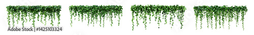 An eliment set of Green hanging ivy or hedera helix. Ivy curtain, green creeper vines. Green hanging ivy or hedera helix on islated transfarent background, PNG.