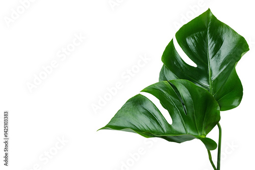 Fresh monstera leaves bring tropical vibes and summer fun, isolated on white, PNG © Atlas