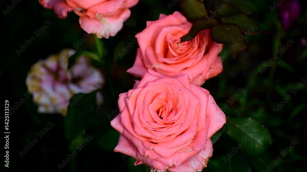 Close-up of blooming soft pink roses with lush green background Close-up of blooming soft pink roses with lush green background