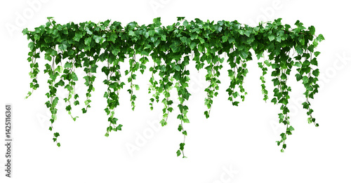 Green hanging ivy or hedera helix. Ivy curtain, green creeper vines. Green hanging ivy or hedera helix on islated transfarent background, PNG.
