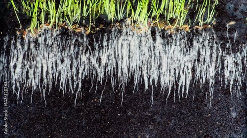 Time-lapse of cereal plant root system growth in soil, showcasing the development of roots and shoots
