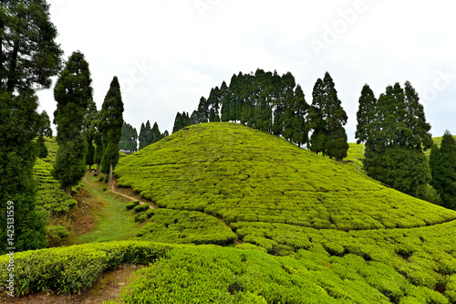 Lush greenery with pine trees at the place Gopaldhara Tea Garden Mirik.