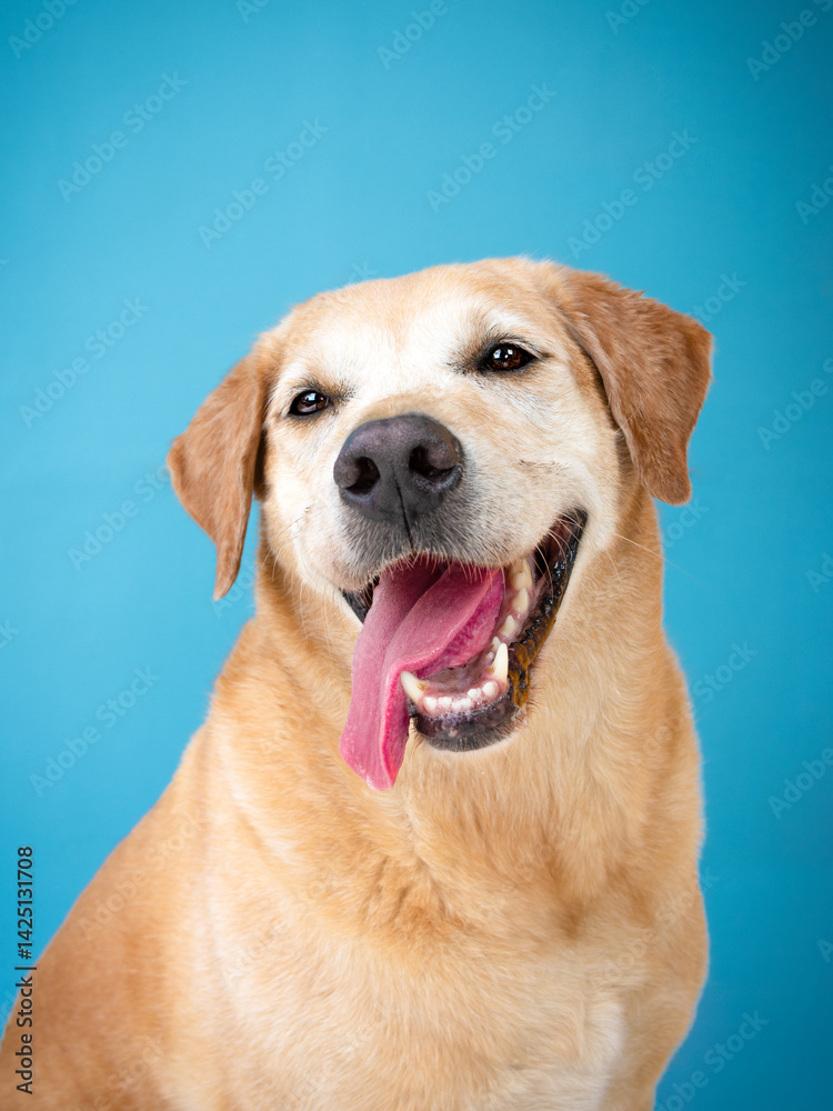 Senior smiling golden labrador retriever portrait headshot on blue background Senior smiling golden labrador retriever portrait headshot on blue background