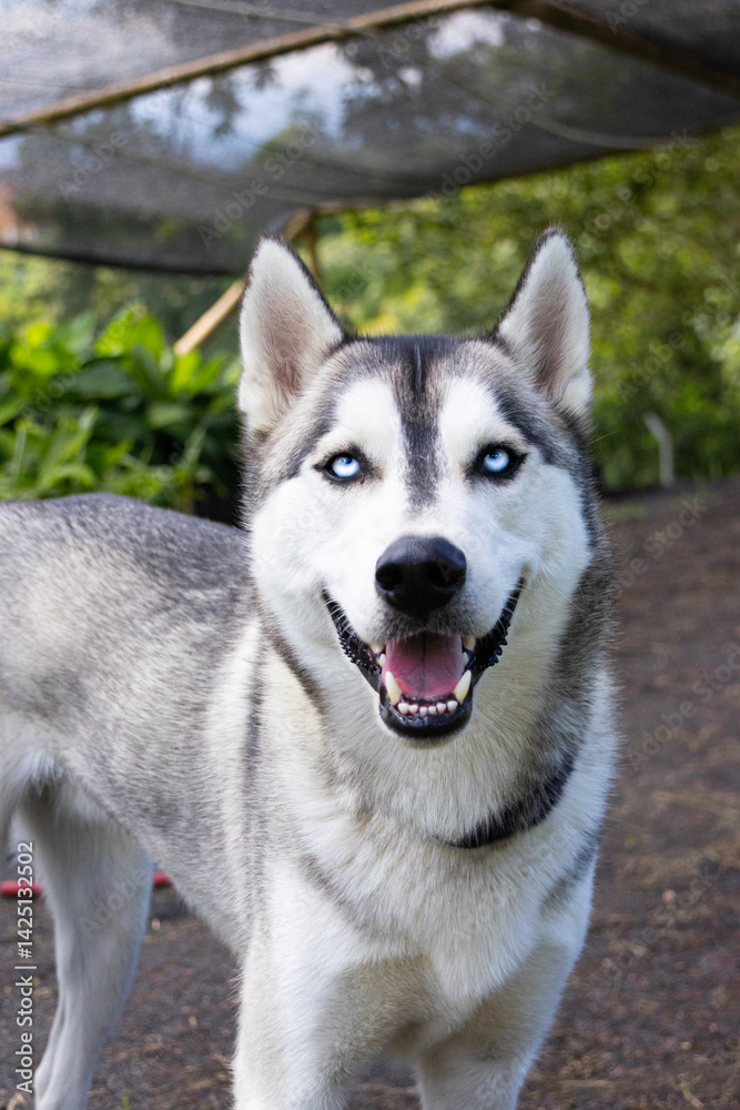 smiling blue eyed grey siberian husky portrait with grass background smiling blue eyed grey siberian husky portrait with grass background