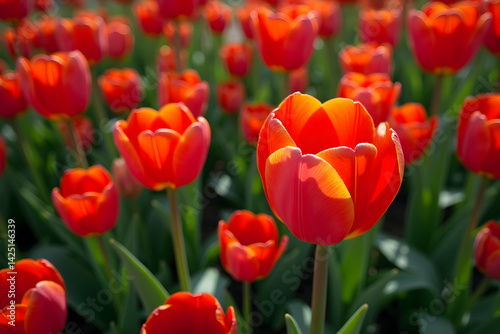 Vibrant Red Tulips in Full Bloom, A Captivating Overhead View of Nature's Beauty and a Springtime Floral Display Featuring Bright Colors and Graceful Shapes