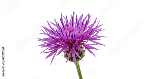 Close up of a purple flower with spiky petals isolated against a black background in sharp focus