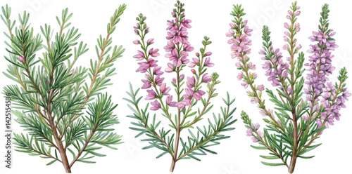 Watercolor Heather and Rosemary