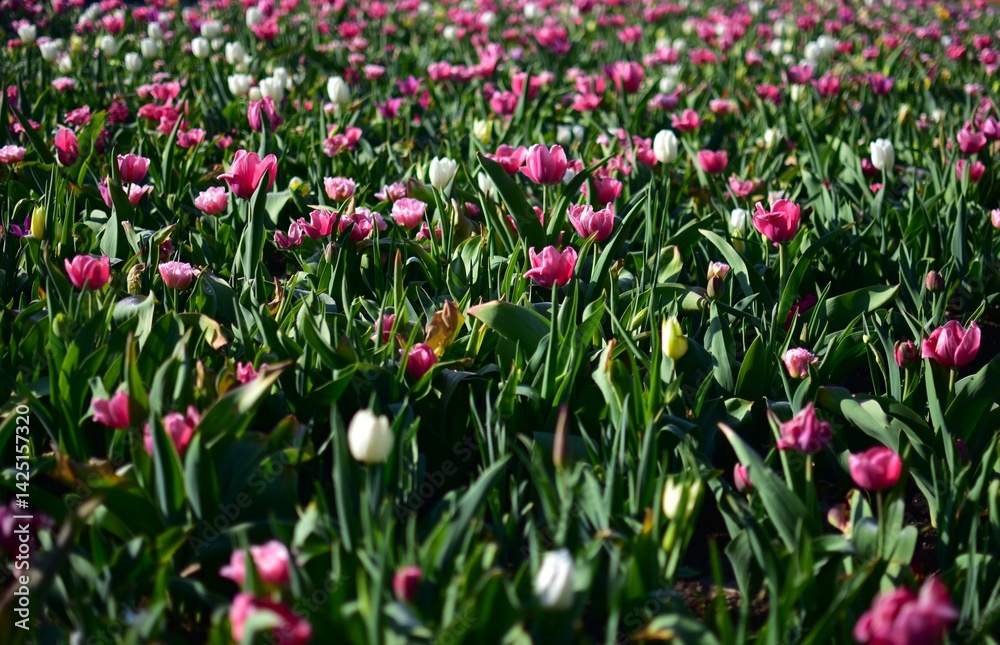 Pink tulip field in sunny day. Spring flower field full of pink and white fully blooming tulips. Pink tulip field in sunny day. Spring flower field full of pink and white fully blooming tulips.