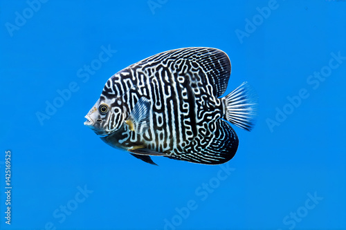 Obraz na płótnie The image shows a discus fish with a distinctive black and white pattern, swimming against a blue background w salonie