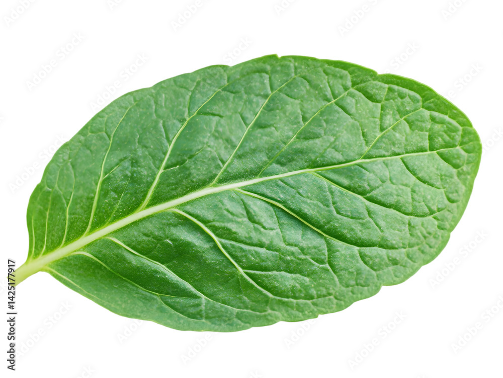 Obraz premium Realistic Isolated Green Leaf With Detailed Veins and Transparent Background