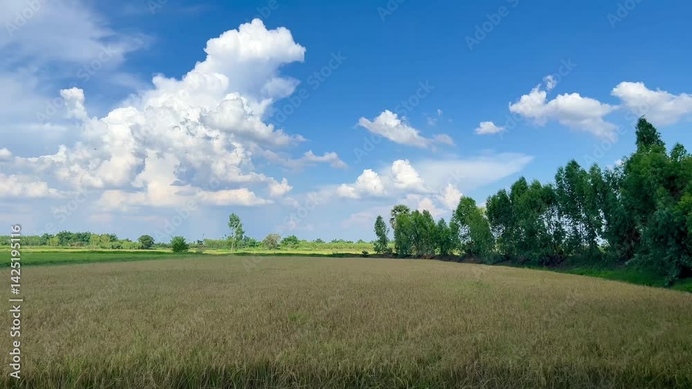 Golden Rice Field under Clear Blue Sky during Harvest Season Golden Rice Field under Clear Blue Sky during Harvest Season
