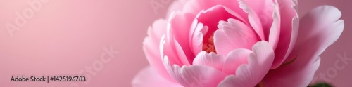 Closeup view of a pink peony, soft pastel tones, perfect wedding detail, elegant, pastel