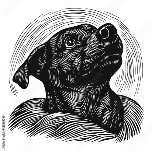 Detailed Engraving Illustration of a Dog Looking Upwards