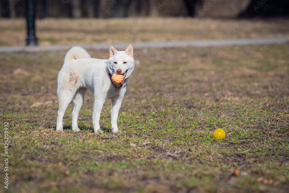 Obraz premium A white Shiba Inu dog plays with a ball in a clearing.