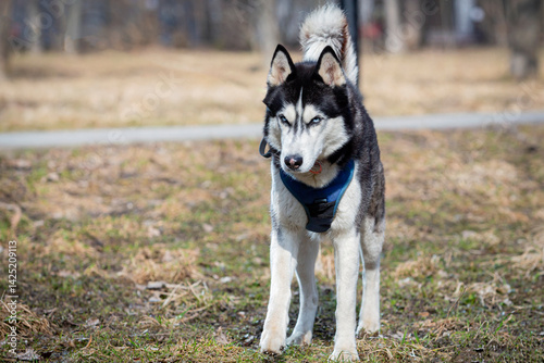 A Siberian Husky dog walks through a spring park.  Close-up.