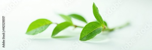 Single green stem on white surface with leaves, branch, stems