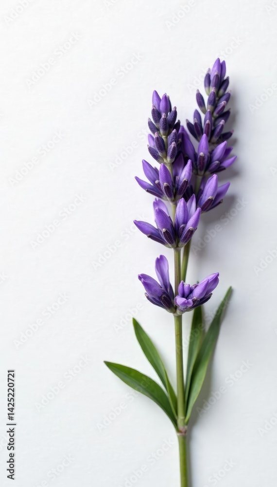 Fototapeta premium Sprig of lavender with delicate purple flowers on white paper, flower, lavender