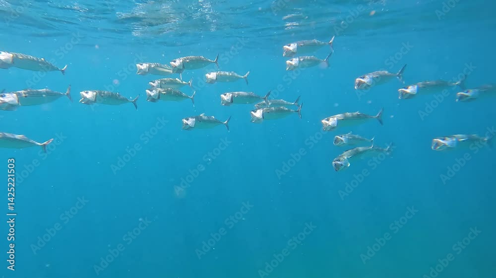 School of Long-jawed bigmouth mackerel feeding on plankton with wide open mouths at surface of Indian Ocean, Amed Bali, Indonesia School of Long-jawed bigmouth mackerel feeding on plankton with wide open mouths at surface of Indian Ocean, Amed Bali, Indonesia