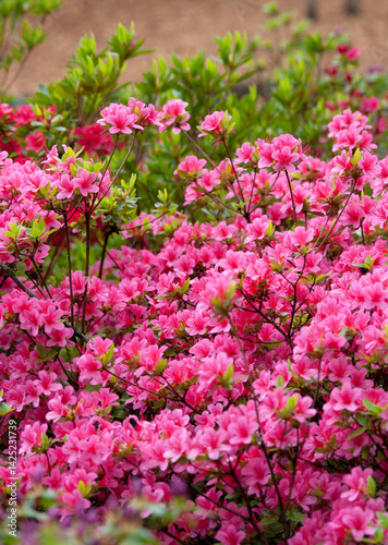 Obraz na płótnie Blooming rhododendron in the spring garden w salonie