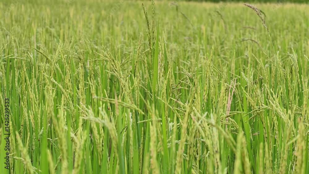 Rice fields in the countryside, Thailand Rice fields in the countryside, Thailand