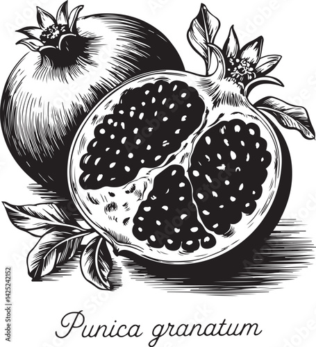 Highly detailed black and white illustration of whole pomegranates and sliced sections revealing intricate seed textures and fine pen drawn cross sections