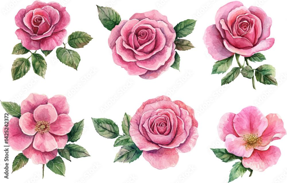 Naklejka premium set of pink roses isolated