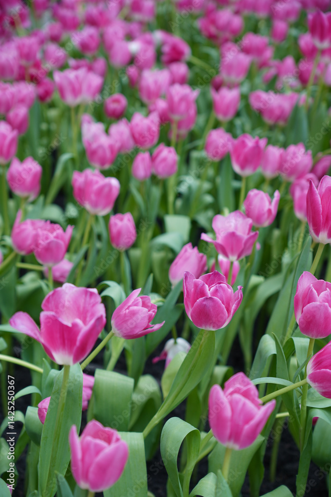 Beautiful view of a tulip field in full bloom showing bright petals in different colors. Beautiful view of a tulip field in full bloom showing bright petals in different colors.