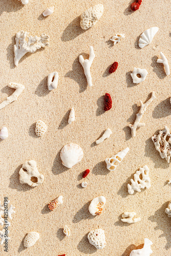Obraz na płótnie Creative pattern with Seashells and corals on sandy beach at sunlight. Summer vacation concept, beach mood. Nautical Top view minimal aesthetics still life composition on ocean shore. Nature color w salonie