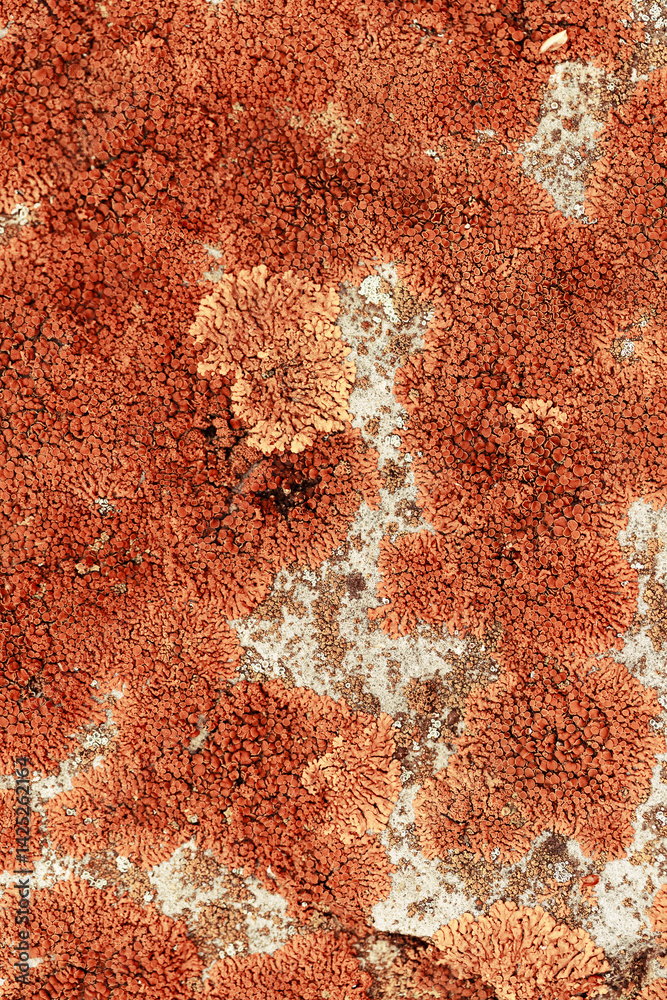 Lichens and mosses in various shapes, forms and textures on surface of rocks as natural environment pattern or textured background, top view colorful nature pattern, biological aesthetic