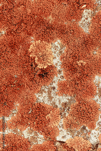 Obraz na płótnie Lichens and mosses in various shapes, forms and textures on surface of rocks as natural environment pattern or textured background, top view colorful nature pattern, biological aesthetic w salonie