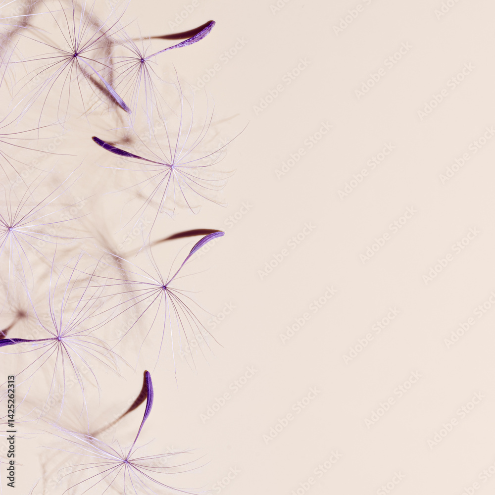 Macro texture nature pattern of seeds of dandelion flower on beige, botanical still life with blossoms of plant, sunlight shadow. Natural textured background. Lavender color beauty of nature