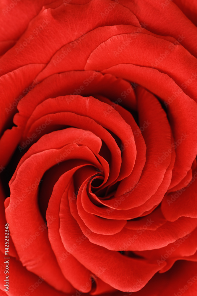 Close up red rose with petals macro texture, top view beauty nature aesthetic background, Natural floral geometric pattern with curve lines, soft focus, vivid monochrome colored photo