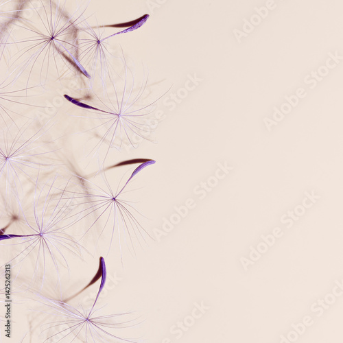 Obraz na płótnie Macro texture nature pattern of seeds of dandelion flower on beige, botanical still life with blossoms of plant, sunlight shadow. Natural textured background. Lavender color beauty of nature w salonie