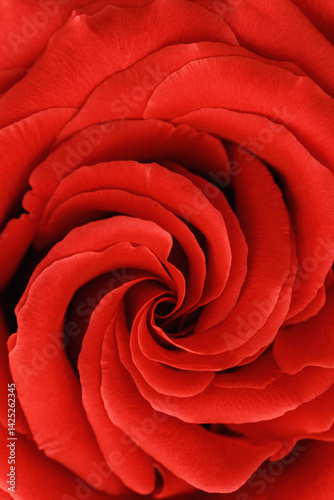 Close up red rose with petals macro texture, top view beauty nature aesthetic background, Natural floral  geometric pattern with curve lines, soft focus, vivid monochrome colored photo