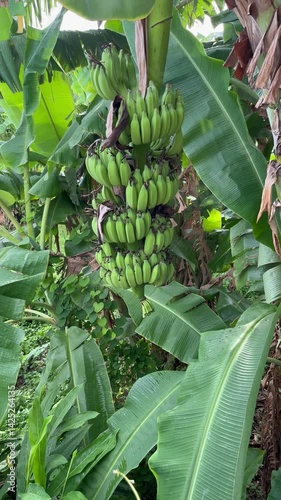 Bananas and banana trees in the tropical garden botanical lush greenery nature
