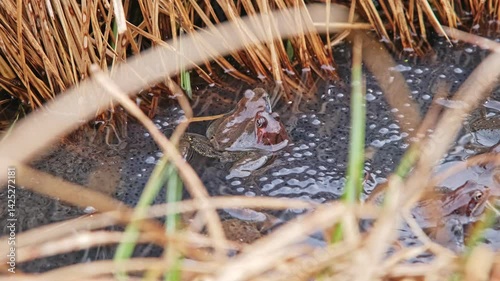 Frogs in Amplexus Swarming during Mating Breeding Season in Spawn Floating on Water Surface among Pond Shore Reeds 