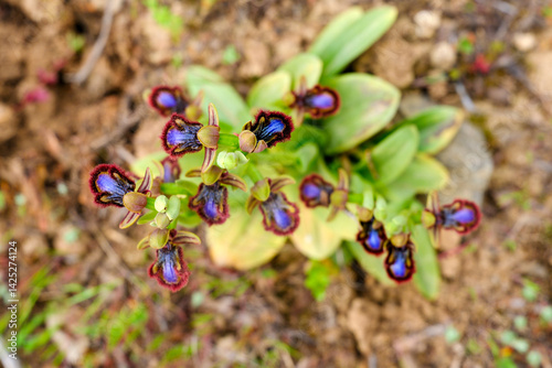 Wild orchid, scientific nam...