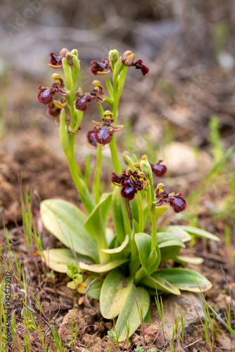 Wild orchid, scientific nam...