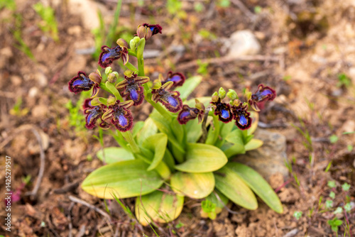 Wild orchid, scientific nam...