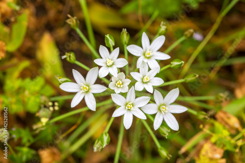 Ornithogalum umbellatum is a plant species belonging to the genus Ornithogalum.