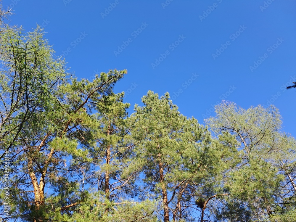 pine tree in the sky