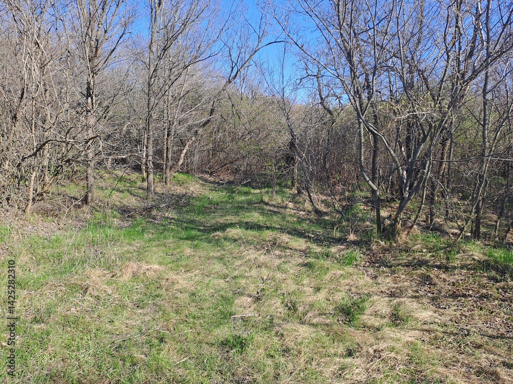 Obraz premium trees in the field