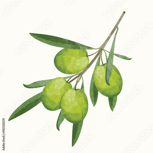 Olive fruit Design elements. watercolour style vector illustration