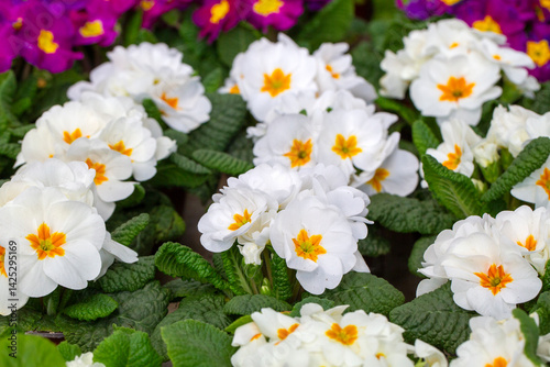 Primula, Primrose or Primro...