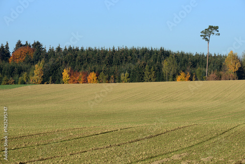 Weizen,  Winterweizen,  Triticum aestivum photo